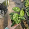 Hoya Krinkle - Ripple Hoya - Crinkle Hoya - 2in Pot - Trailing Houseplant