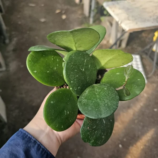 Hoya Obovata Splash - 4in Pot - Rare Hoya Cuttings for Indoor Decor