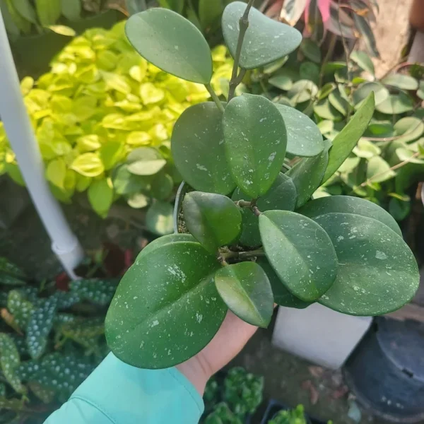 Hoya Obovata Splash Rooted Cutting - Tropical Houseplant - Beautiful Greenery