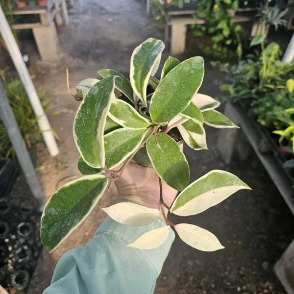 Hoya Tricolor Carnosa Krimson Queen Variegated Live Plant - Indoor Plants in 2 Inch Pot - Variegated Indoor Plant - Low Maintenance