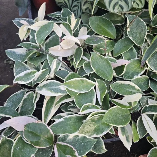 Hoya Tricolor Carnosa Krimson Queen Variegated Live Plant - Indoor Plants in 2 Inch Pot - Variegated Indoor Plant - Low Maintenance