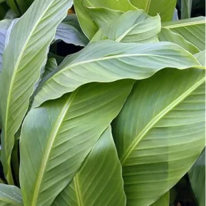 Live Basjoo Banana Tree - Cold Hardy, 8-10 Inch, Set of 2 Plants