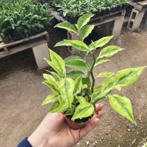 Jacob's Ladder Pedilanthus - 3in Pot - Pedilanthus Tithymaloides - Rare Succulent