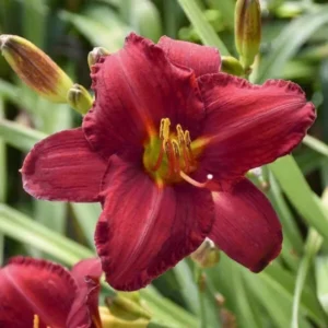 Chicago Apache Daylily Root Fans - 3 Root Systems - Red & Yellow Flowers - Summer Blooms