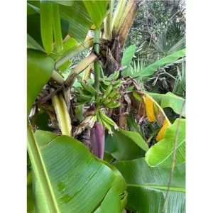 Set of 2 Live Gran Nain Banana Plants - 8 to 10 Inches Tall, Cold Hardy