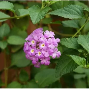 Live Lantana Plant - Lantana Camara Plant - Lavender - Colorful Garden Shrub- 4 to 6 Inch Tall