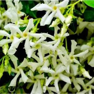 Star Jasmine Plant - 3 to 4 Feet Tall - White Climbing Vine for Garden