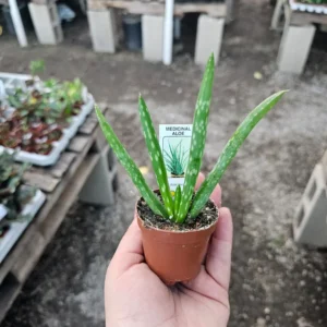 Aloe Vera Plant - 2in Succulent - Aloe Barbadensis - Healing and Air Purifying