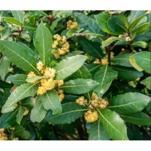 Live Bay Laurel Tree - Sweet Bay Laurus Nobilis Plant - Potted 10-14 Inch