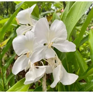 White Butterfly Ginger Rhizomes - 2 Pack - Well-Rooted and Fragrant