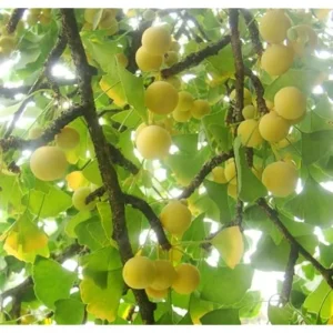 Ginkgo Biloba Tree - Hardy Maidenhair Tree - 12 to 18 Inch Bare Root