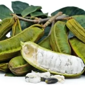 Ice Cream Bean Tree Vanilla Ice Cream Plant - Inga Bean Tree - 14-16 Inch Tall Plant