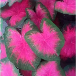 2 Pink Bicolor Caladium Bulbs - Tropical Shade-Loving Foliage for Gardens and Containers