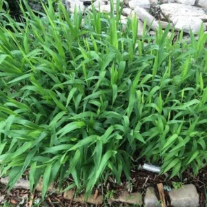 Inland Sea Oats Live 1 Gallon – Shade-Tolerant Ornamental Grass for Landscaping