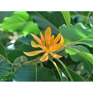 Gold Champaca Live Plant - Magnolia Champaca Yellow Flowers - 1 to 2 Feet Tall