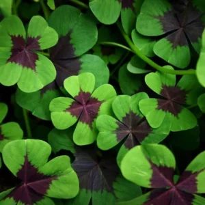 Iron Cross Shamrock Bulbs - 20 Pack - Good Luck Plant - Fast Growing - Green