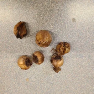 Iron Cross Shamrock Bulbs - 20 Pack - Good Luck Plant - Fast Growing - Green