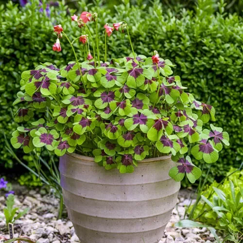 thumbnail image 2 of Purple & Green Shamrock Bulbs – Oxalis 'Iron Cross' – Good Luck Plant For Indoors/Outdoors 2 of 5