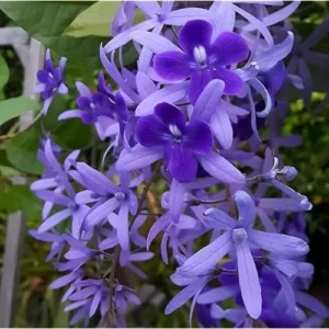 2 Live Queens Wreath Vine Petrea Volubilis Plants 4 Inch Pot Ready to Grow