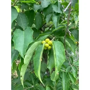 American Bittersweet Vine - 12 to 18 Inches Bare Root - Climbing Plant