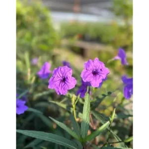 4 Live Mixed Mexican Petunia Plants | 4-6 Inch Tall Petunia Flowers