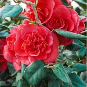 Live Red Camellia Plant - Camellia Japonica - 8-14 Inch - Flowering Shrub