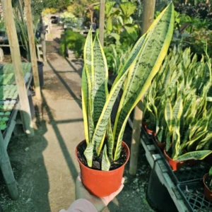 Snake Plant - Sansevieria Yellow - 6in Pot - Air Purifying Houseplant