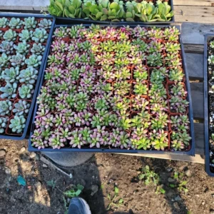 Anacampseros Telephiastrum 'Sunrise' - Rare Succulent - Rooted Cuting - Pink and Green