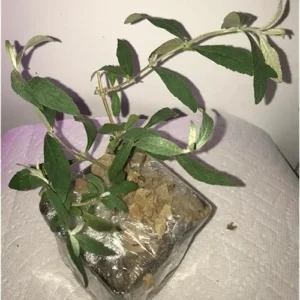 Blue Butterfly Bush Live Plant 4-6