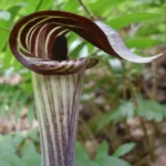 Jack-In-The-Pulpit Bulbs - 5 Indian Turnip Arisaema triphyllum - Shade Loving