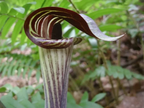 Jack-In-The-Pulpit Bulbs - 5 Indian Turnip Arisaema triphyllum - Shade Loving
