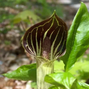 Jack-In-The-Pulpit Bulbs - 5 Indian Turnip Arisaema triphyllum - Shade Loving