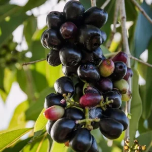 Jamun Black Tree Plant - Sweet Jamun Syzygium, 6-8 Inch Tall, 4 Inch Pot