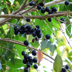 Jamun Black Tree - Sweet Jamun Syzygium Plant - Syzygium Cumini - Indian Wax Apple - Java Plum Tree 8 to 14 Inch - Half Gallon Pot