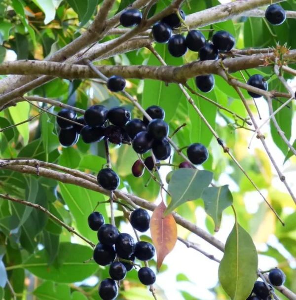 Jamun Black Tree - Sweet Jamun Syzygium Plant - Syzygium Cumini - Indian Wax Apple - Java Plum Tree 8 to 14 Inch - Half Gallon Pot