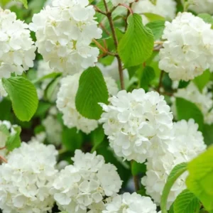 Japanese Snowball Viburnum - 2.5” Pot - White Blooming Shrub