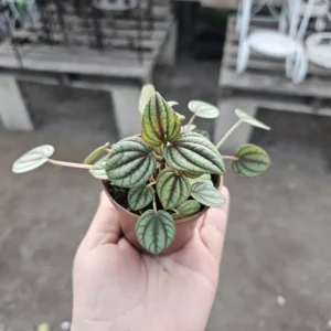 Peperomia Piccolo Banda - Easy Care Indoor Plant - 2in Pot Bundle of 3