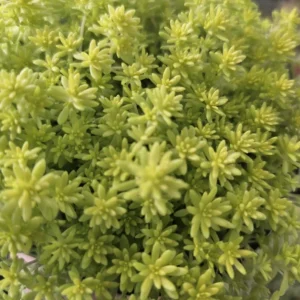 Gold Dust Sedum - Tokyo Sun - 2in Pot - Vibrant Succulent