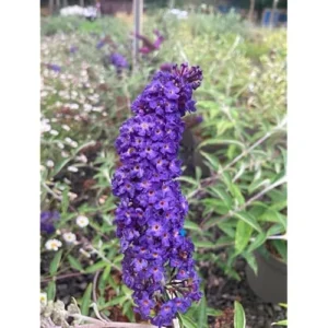 Blue Butterfly Bush Live Plant 4-6