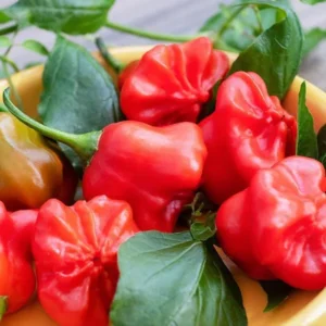 Tangy Mild Mad Hatter Pepper LIVE PLANTS - 3 Pack - 75 Days Old - 500-1000 SHU - Hat Shaped