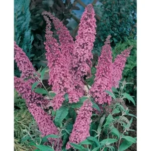 Pink Butterfly Bush Live Plant 4-6