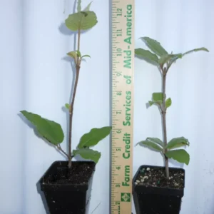 Juddi Viburnum Shrub - 2.5