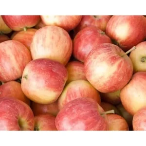 Fuji Apple Tree – 2 to 3 Feet – Red Apples – Bare Root – Hardy and Fast Growing
