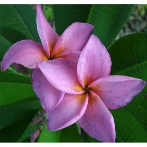 Live Plumeria Flowers Plant - 2.5 Inch Pot - Purple Frangipani Tree