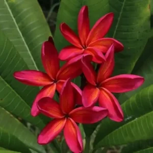 Live Plumeria Flowers Plant - 2.5 Inch Pot - Rooted Frangipani Tree - Red Blooms