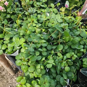 Peperomia Hope - 2in Pot - Easy Care Indoor Plant