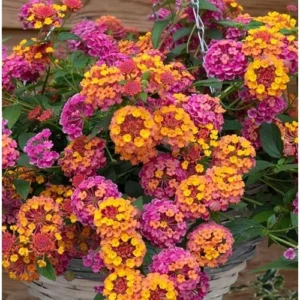 Mixcolor Lantana Plant - 6-10 Inch - 3-Color Bloom - Vibrant & Hardy