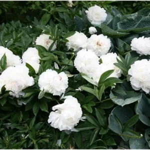 Double Pink White Peony Bulb - 1 Root 2-3 Eyes - Bareroot Peony Plant