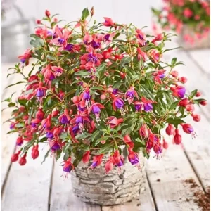 Red Purple Fuchsia Plant 4-6