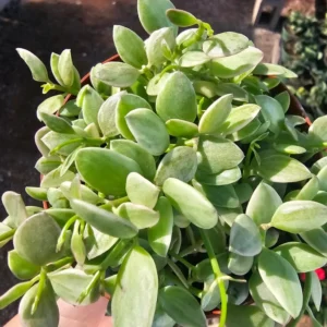 Dischidia Cascade Variegated Dischidia oinatha - 2in Pot - Trailing Houseplant